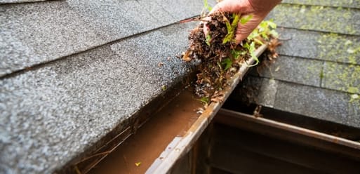 A person removes wet leaves and debris from a rain gutter on a house roof. A person removes wet leaves and debris from a rain gutter on a house roof.