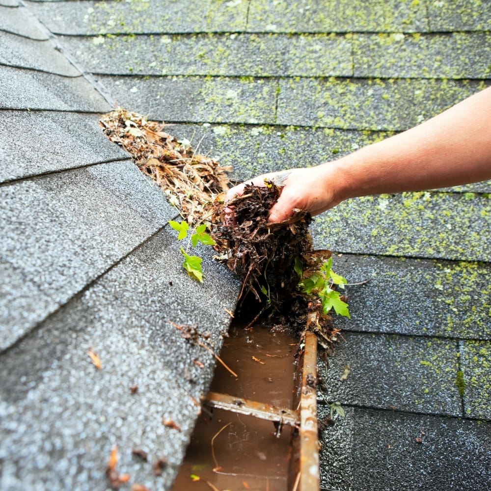 A hand removing wet leaves and debris from a clogged house gutter, with moss visible on the roof shingles. A hand removing wet leaves and debris from a clogged house gutter, with moss visible on the roof shingles.